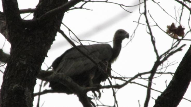 Mummy vulture